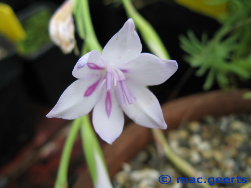 Gladiolus geardii